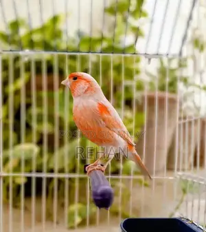Imported Male Canary Singer - High-Quality Songbird