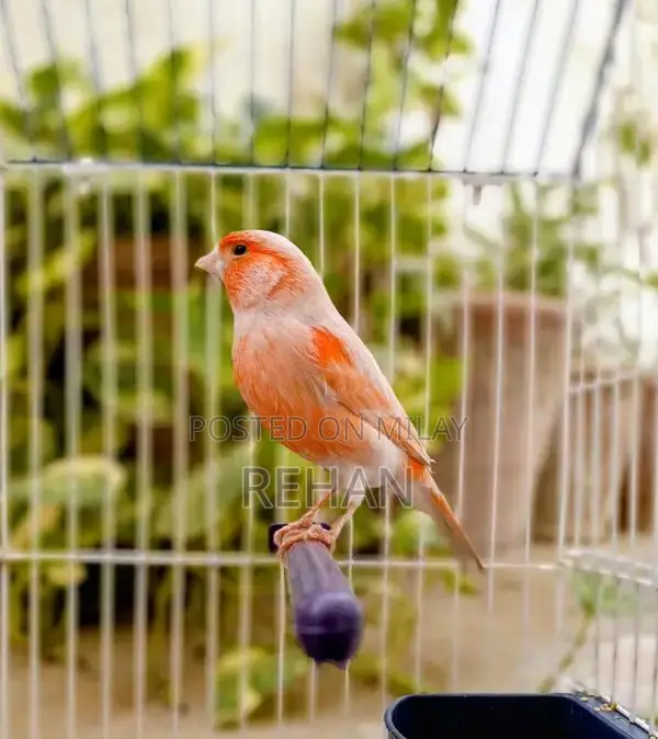 Imported Male Canary Singer - High-Quality Songbird