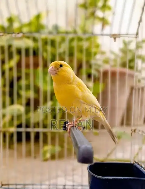 Imported Male Canary Singer - High-Quality Songbird