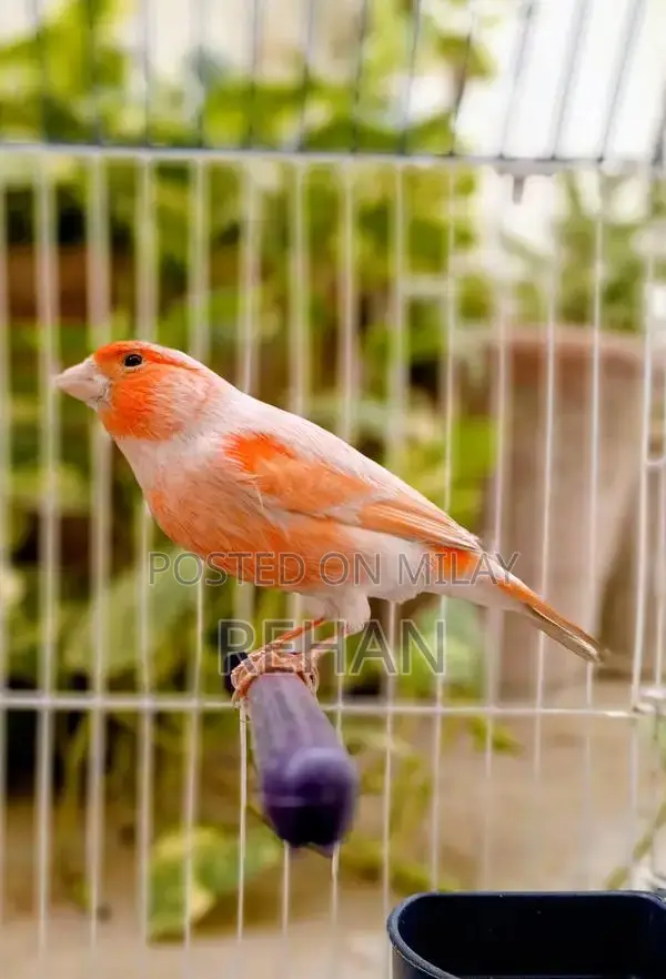 Imported Male Canary Singer - High-Quality Songbird