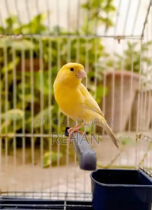 Imported Male Canary Singer - High-Quality Songbird