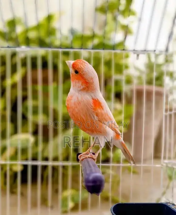 Imported Male Canary Singer - High-Quality Songbird