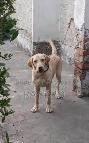 Photo - Friendly Labrador Retriever Puppy - Male