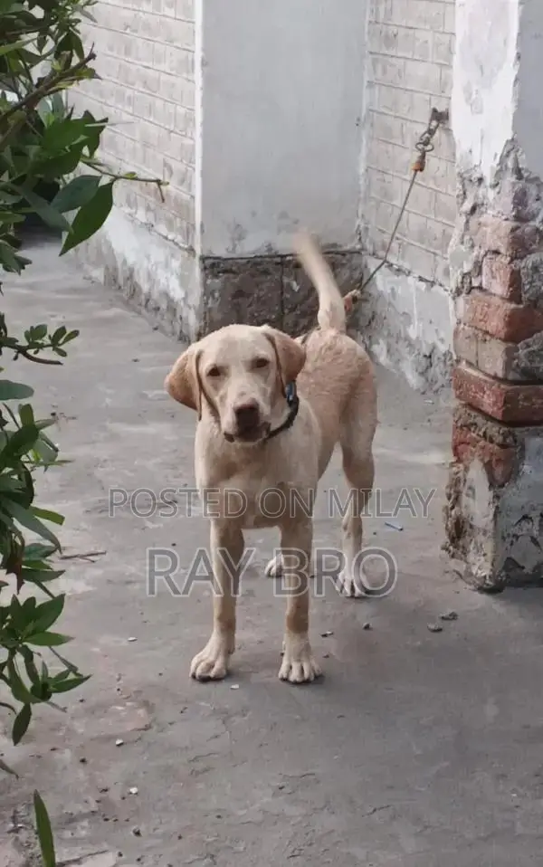 Friendly Labrador Retriever Puppy - Male