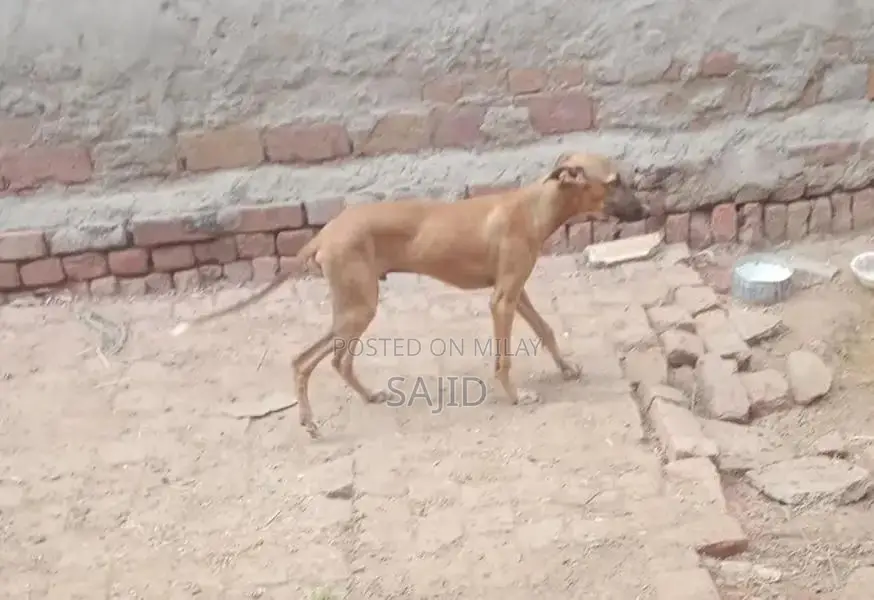 Shikaari Dog Breed - Healthy Companion Pet