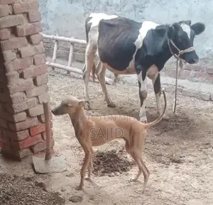 Shikaari Dog Breed - Healthy Companion Pet