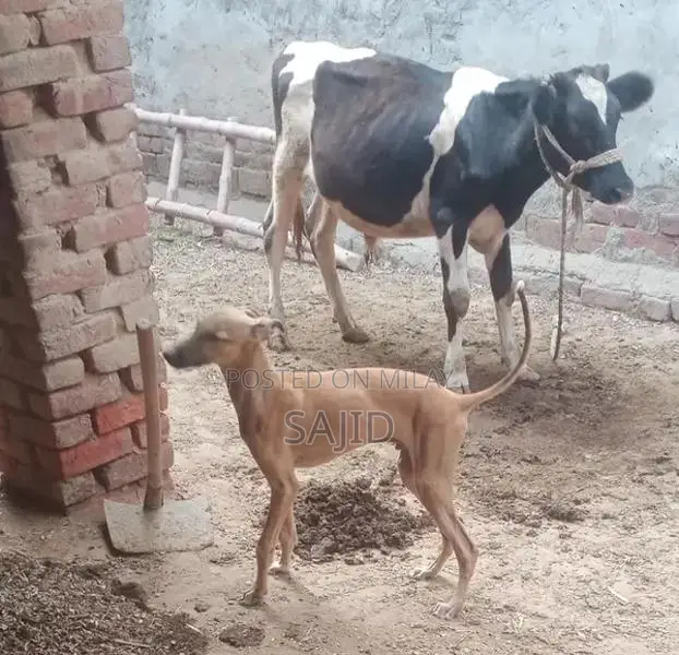 Shikaari Dog Breed - Healthy Companion Pet