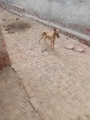 Shikaari Dog Breed - Healthy Companion Pet