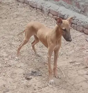 Shikaari Dog Breed - Healthy Companion Pet