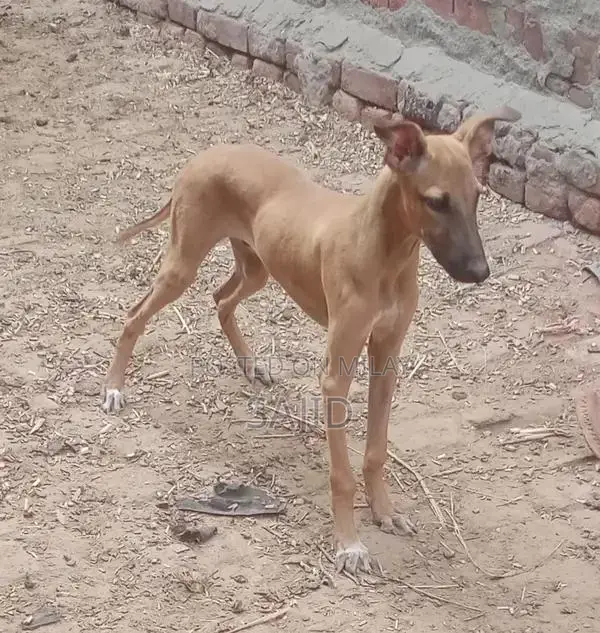 Shikaari Dog Breed - Healthy Companion Pet