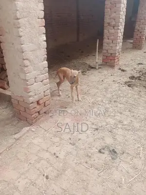 Shikaari Dog Breed - Healthy Companion Pet