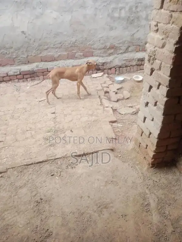 Shikaari Dog Breed - Healthy Companion Pet