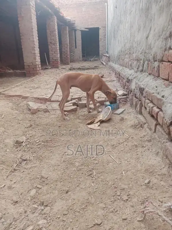 Shikaari Dog Breed - Healthy Companion Pet