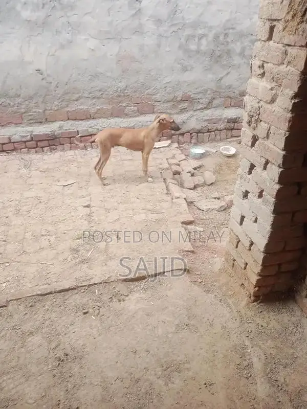 Shikaari Dog Breed - Healthy Companion Pet