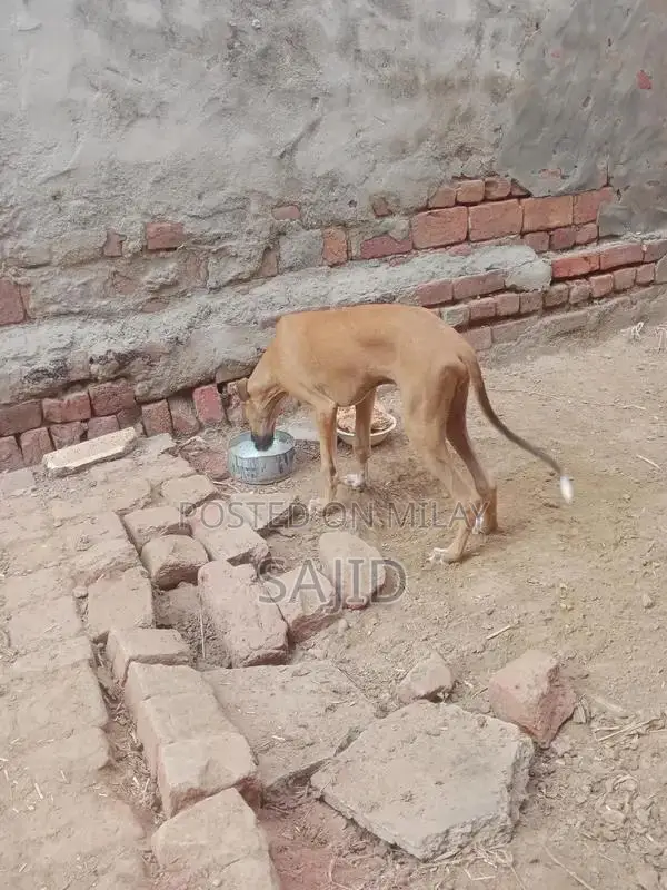 Shikaari Dog Breed - Healthy Companion Pet