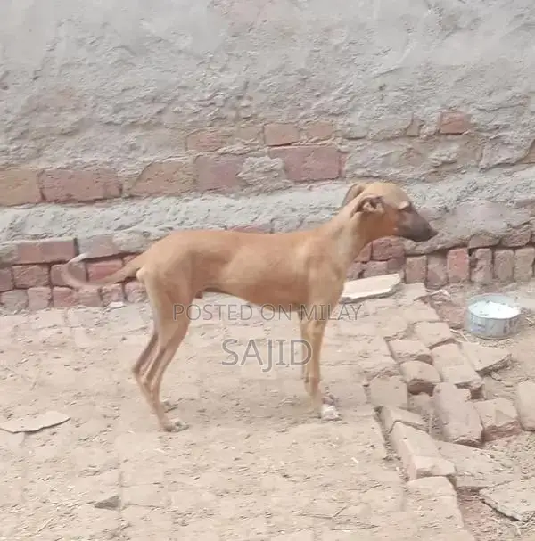 Shikaari Dog Breed - Healthy Companion Pet