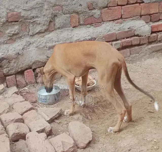 Shikaari Dog Breed - Healthy Companion Pet