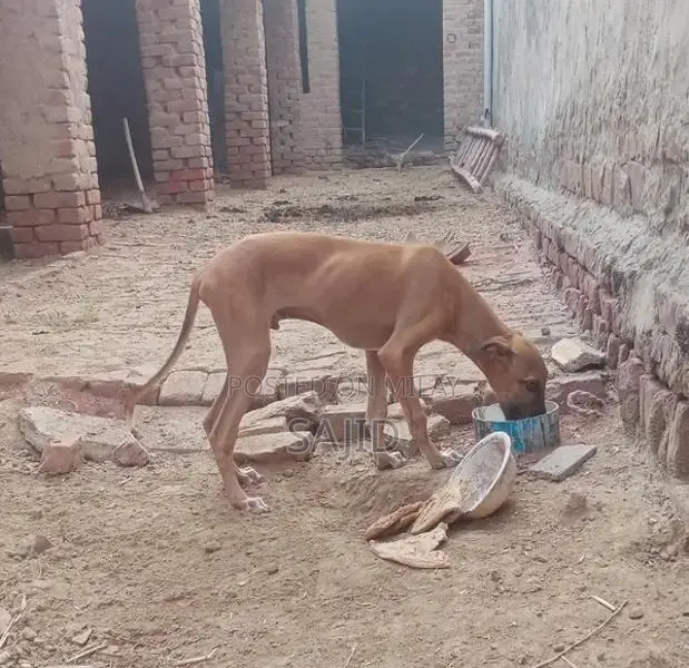 Shikaari Dog Breed - Healthy Companion Pet