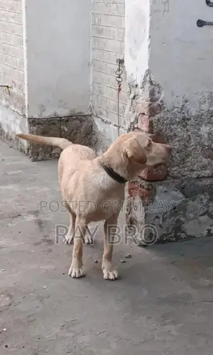 Friendly Labrador Retriever Puppy - Male