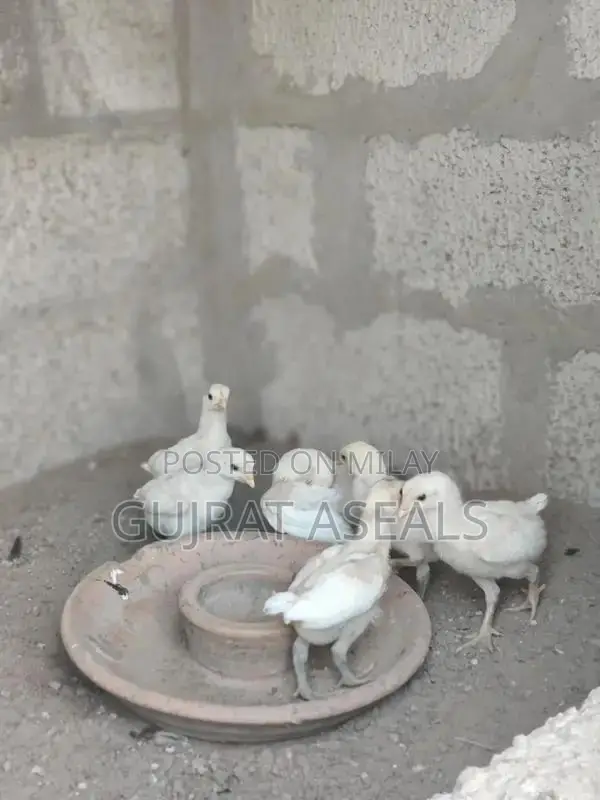 Heera Breed Chicks - High-Quality Poultry Breeding Stock