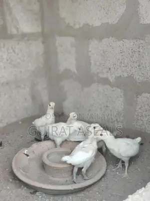 Heera Breed Chicks - High-Quality Poultry Breeding Stock