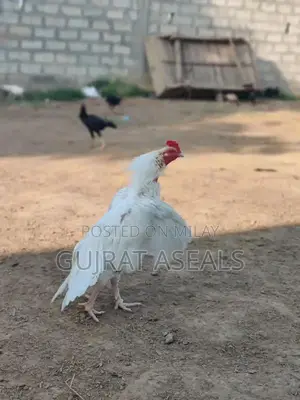 Heera Breed Chicks - High-Quality Poultry Breeding Stock