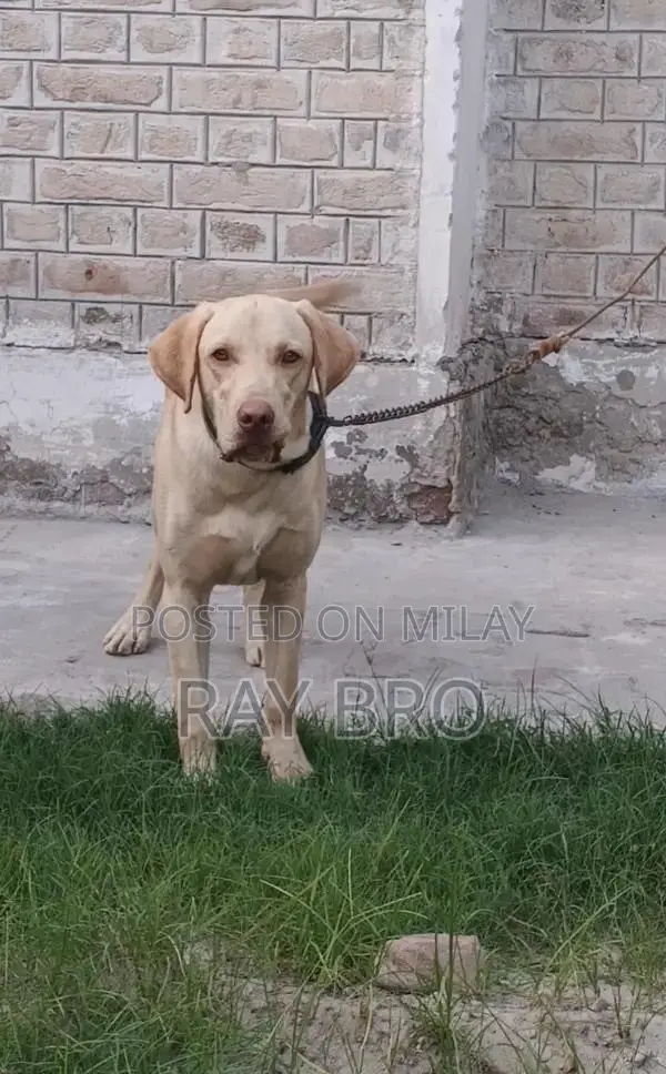 Friendly Labrador Retriever Puppy - Male