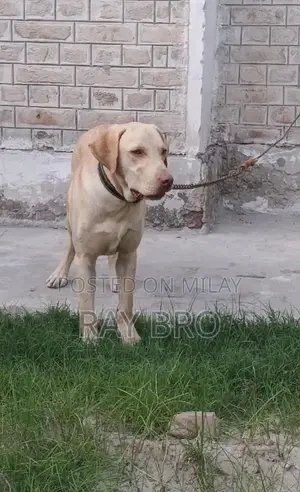 Friendly Labrador Retriever Puppy - Male