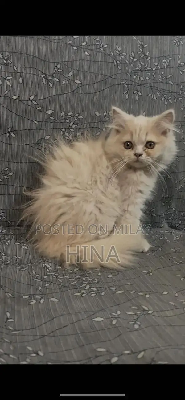 Triple Coat Kitten - Playful and Healthy Companion