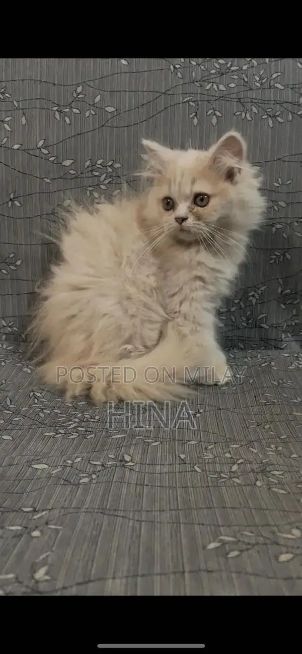 Triple Coat Kitten - Playful and Healthy Companion