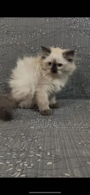 Triple Coat Kitten - Playful and Healthy Companion