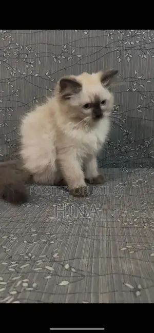 Triple Coat Kitten - Playful and Healthy Companion