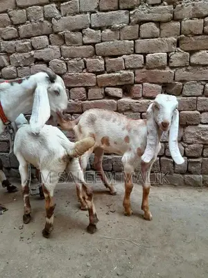 Rajanpuri Desi Female Goat - Young Breeding Quality