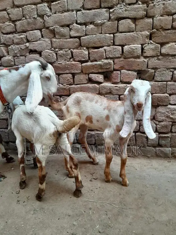 Rajanpuri Desi Female Goat - Young Breeding Quality