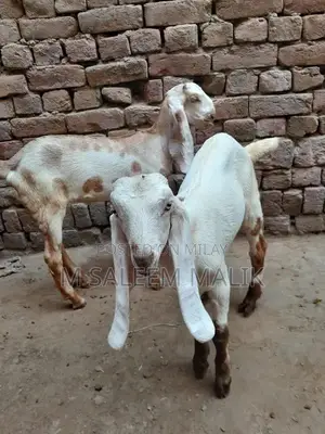 Rajanpuri Desi Female Goat - Young Breeding Quality