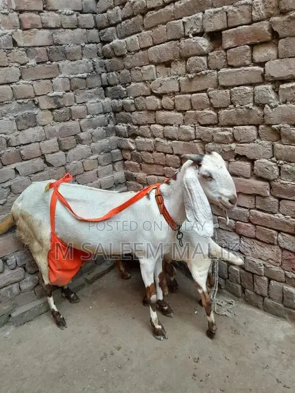 Rajanpuri Desi Female Goat - Young Breeding Quality
