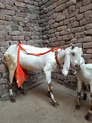 Rajanpuri Desi Female Goat - Young Breeding Quality