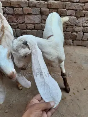 Rajanpuri Desi Female Goat - Young Breeding Quality