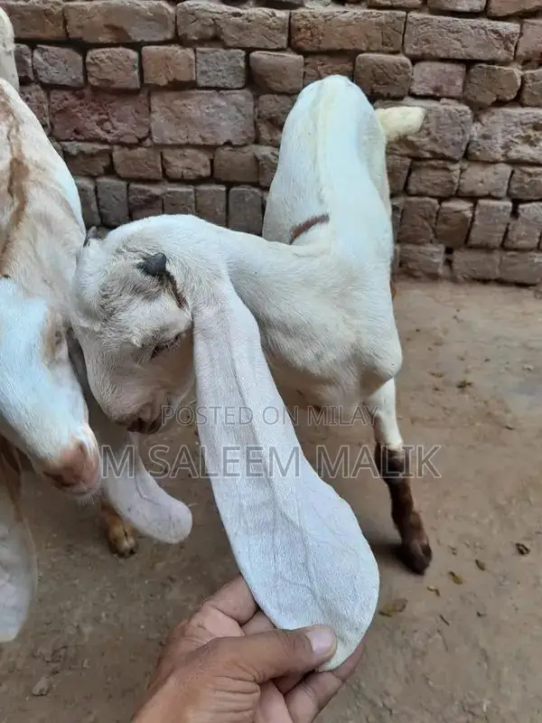 Rajanpuri Desi Female Goat - Young Breeding Quality