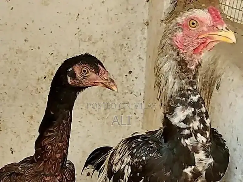 High-Quality Aseel Pathy Chicken - Pure Java Long Tail Breed
