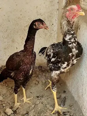 High-Quality Aseel Pathy Chicken - Pure Java Long Tail Breed