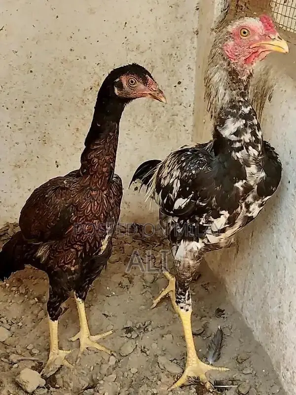 High-Quality Aseel Pathy Chicken - Pure Java Long Tail Breed