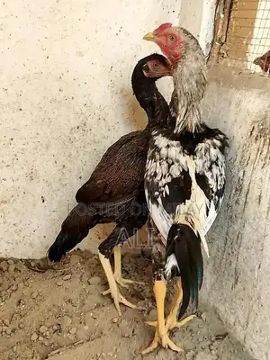 High-Quality Aseel Pathy Chicken - Pure Java Long Tail Breed