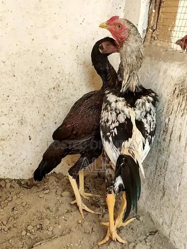 High-Quality Aseel Pathy Chicken - Pure Java Long Tail Breed