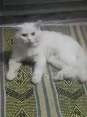 Photo - Purebred Male Cat - Social and Playful Companion