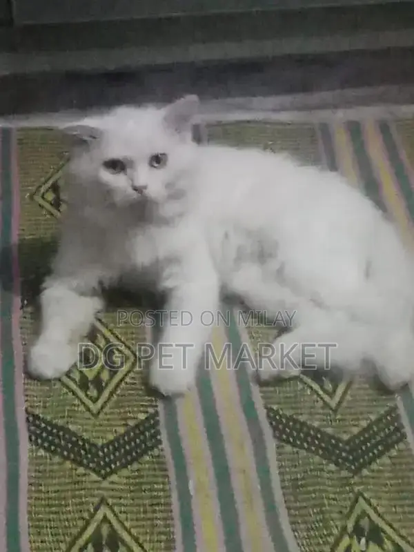 Purebred Male Cat - Social and Playful Companion