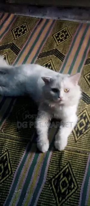 Purebred Male Cat - Social and Playful Companion