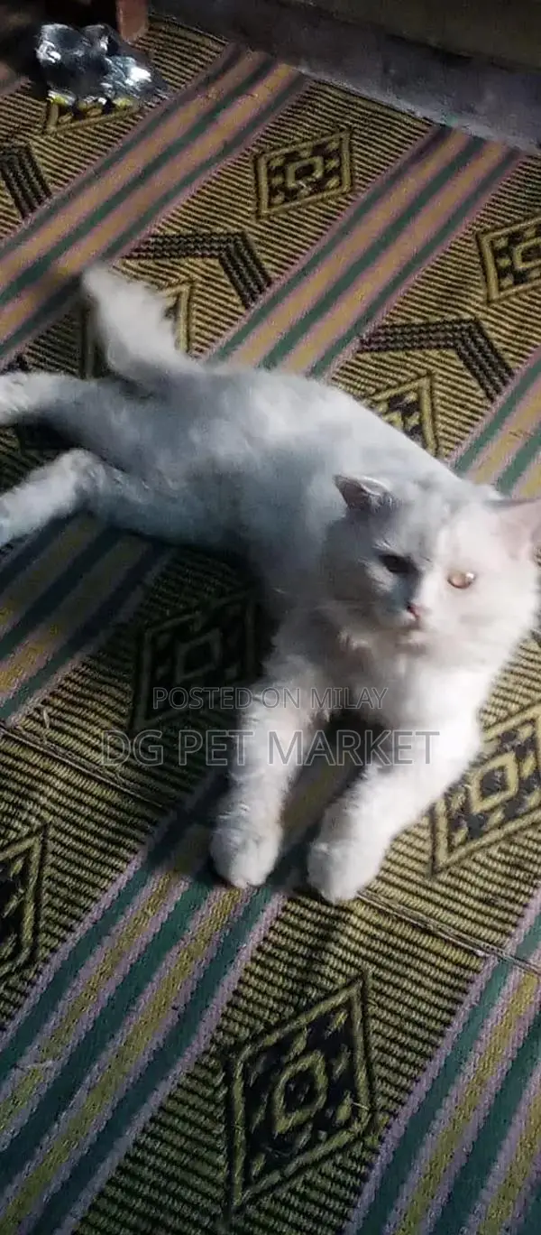 Purebred Male Cat - Social and Playful Companion