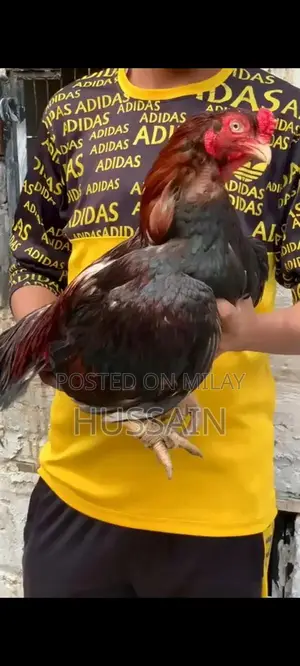 Premium Mianwali Aseel Chickens - High-Quality Poultry Breed