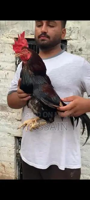 Premium Mianwali Aseel Chickens - High-Quality Poultry Breed